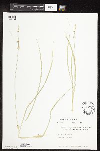 Carex rosea image
