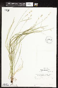 Carex rosea image