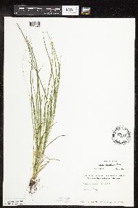Carex rosea image