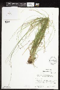 Carex rosea image
