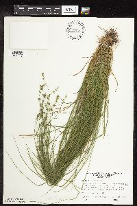 Carex rosea image