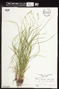 Carex rosea image