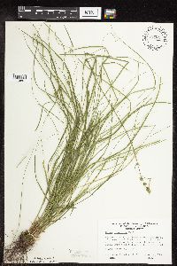 Carex rosea image