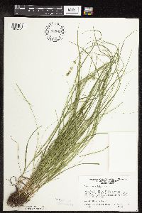 Carex rosea image