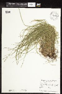 Carex rosea image