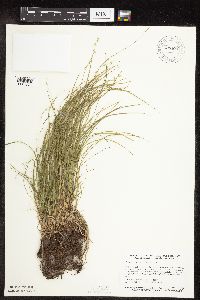 Carex rosea image
