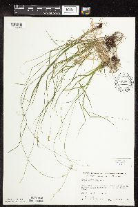 Carex rosea image