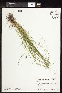 Carex rosea image