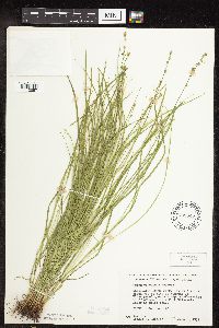 Carex rosea image