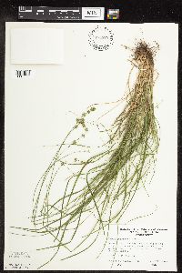 Carex rosea image