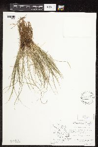 Carex rosea image