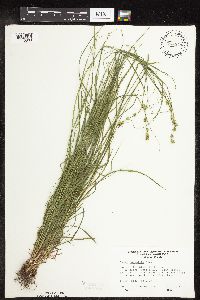 Carex rosea image