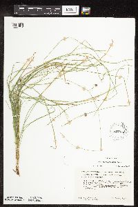 Carex rosea image