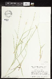 Carex rosea image