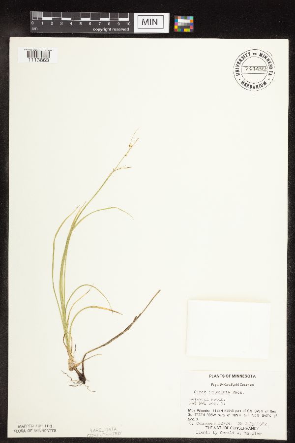 Carex rosea image