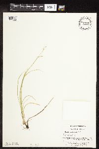 Carex rosea image