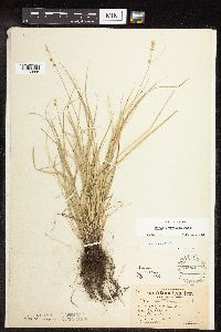 Thumbnail image of current specimen