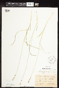 Thumbnail image of current specimen