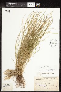 thumbnail image of current specimen