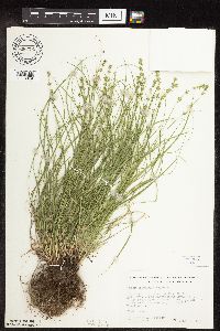 Thumbnail image of current specimen