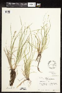 thumbnail image of current specimen