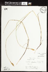 thumbnail image of current specimen