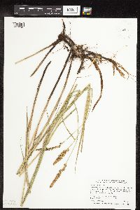 thumbnail image of current specimen