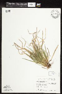 Carex saximontana image