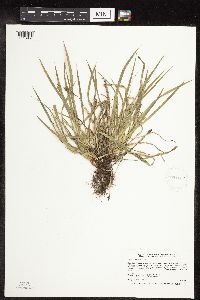 Carex saximontana image