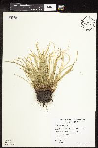Carex saximontana image