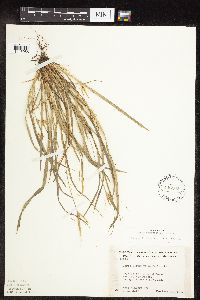 Carex saximontana image