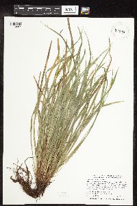 Carex saximontana image