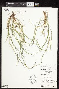 Carex saximontana image