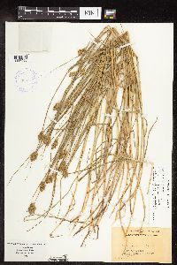 Carex scoparia image
