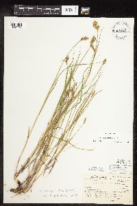 Carex scoparia image
