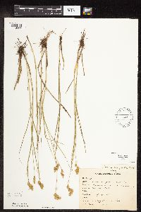 Carex scoparia image