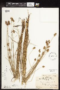 Carex scoparia image