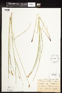 Carex scoparia image