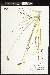 Carex scoparia image
