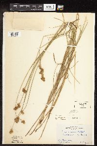 Carex scoparia image