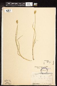 Carex scoparia image