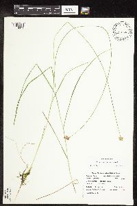 thumbnail image of current specimen