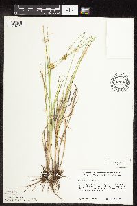Carex scoparia image