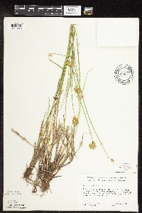 Carex scoparia image