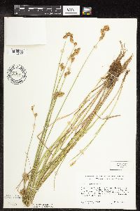 Carex scoparia image