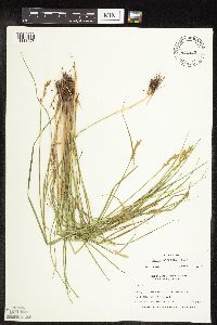 Carex scoparia image