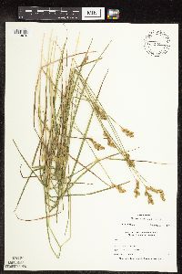 Carex scoparia image