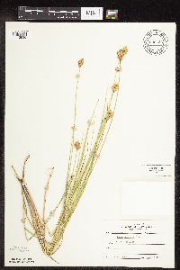 Carex scoparia image