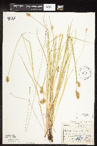 Carex scoparia image