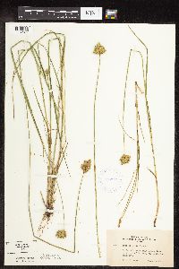 Carex scoparia image